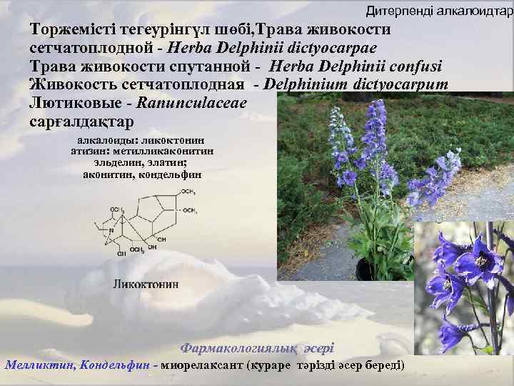 Дитерпенді алкалоидтар Торжемісті тегеурінгүл шөбі, Трава живокости сетчатоплодной - Herba Delphinii dictyocarpae Трава живокости