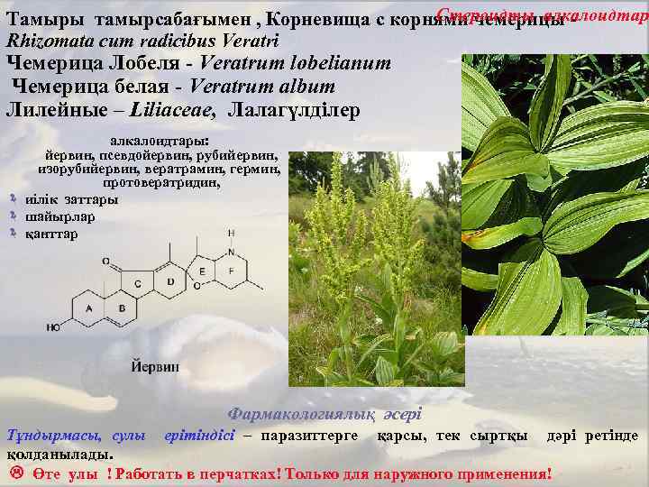 Стероидты алкалоидтар Тамыры тамырсабағымен , Корневища с корнями чемерицы Rhizomata cum radicibus Veratri Чемерица