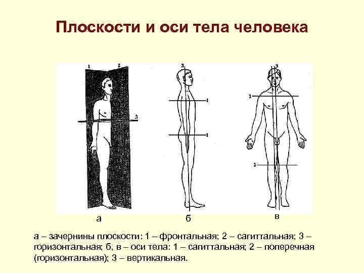 Фронтальная плоскость позвоночника. Оси и плоскости тела. Вертикальная ось анатомия. Оси тела человека. Оси и плоскости в анатомии человека.