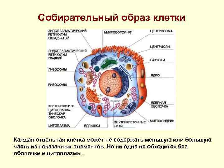 Собирательный образ клетки Каждая отдельная клетка может не содержать меньшую или большую часть из