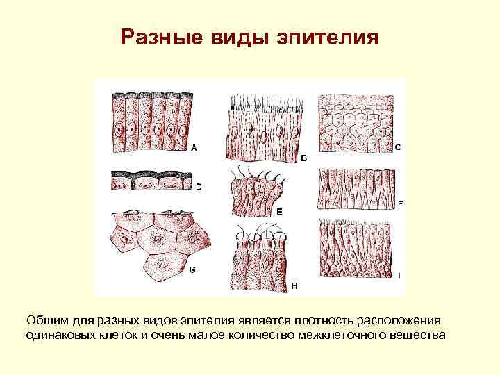 Разные виды эпителия Общим для разных видов эпителия является плотность расположения одинаковых клеток и