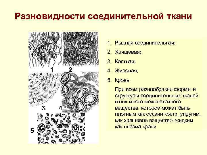 Разновидности соединительной ткани 1. Рыхлая соединительная; 2. Хрящевая; 3. Костная; 4. Жировая; 5. Кровь.