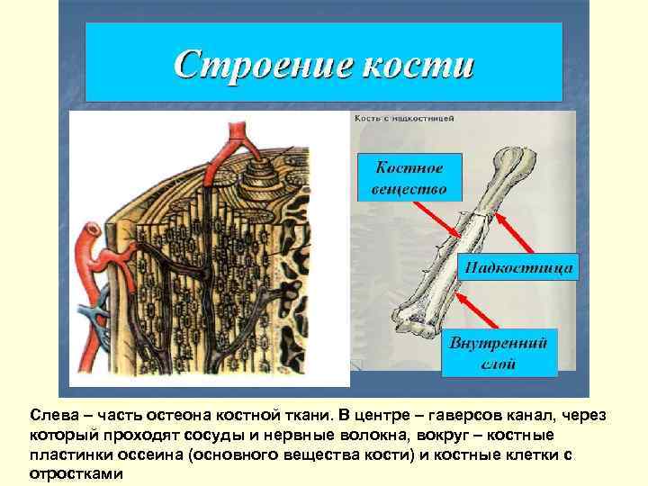 Слева – часть остеона костной ткани. В центре – гаверсов канал, через который проходят