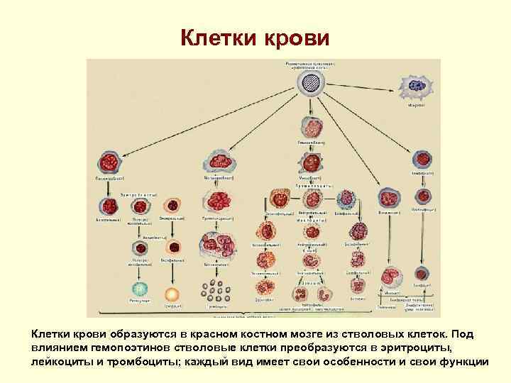 Клетки крови образуются в красном костном мозге из стволовых клеток. Под влиянием гемопоэтинов стволовые