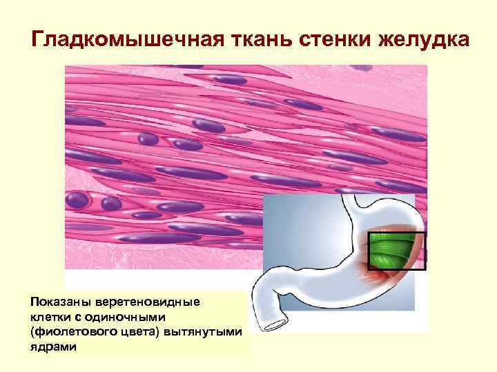 Гладкомышечная ткань стенки желудка Показаны веретеновидные клетки с одиночными (фиолетового цвета) вытянутыми ядрами 