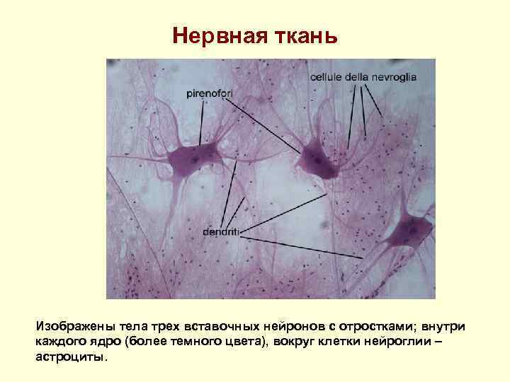 Нервная ткань Изображены тела трех вставочных нейронов с отростками; внутри каждого ядро (более темного