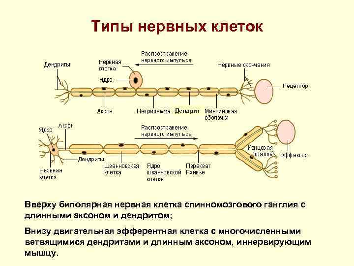 Вспомните материал курса зоология определите типы нервных систем изображенных на рисунке