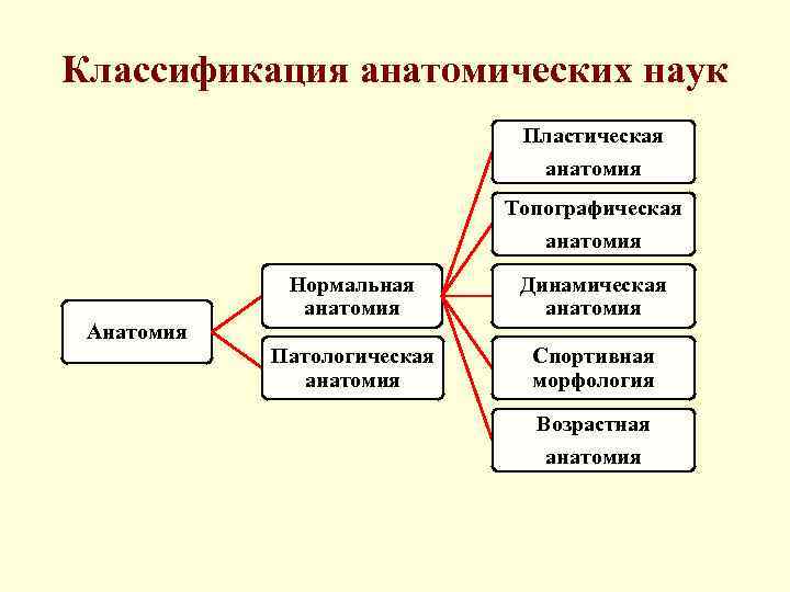 Классификация анатомических наук Пластическая анатомия Топографическая анатомия Анатомия Нормальная анатомия Динамическая анатомия Патологическая анатомия