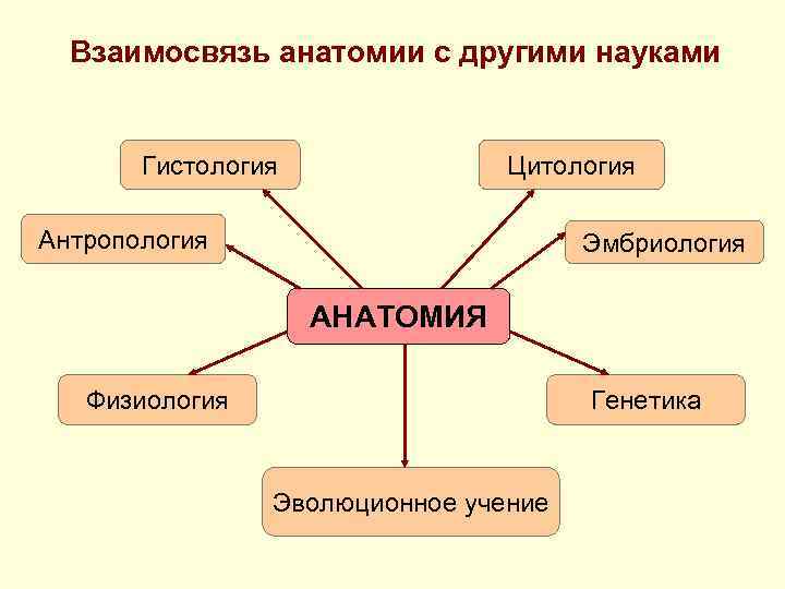 Взаимосвязь астрономии с другими науками в виде схемы