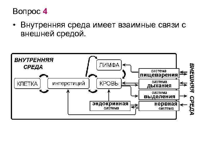 Вопрос 4 • Внутренняя среда имеет взаимные связи с внешней средой. 