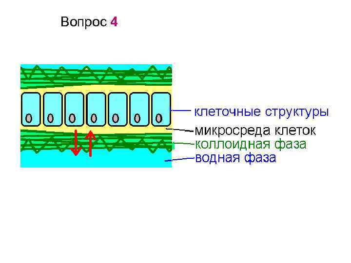 Вопрос 4 