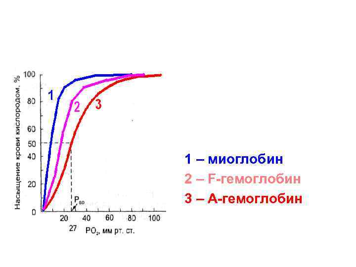 1 – миоглобин 2 – F-гемоглобин 3 – А-гемоглобин 