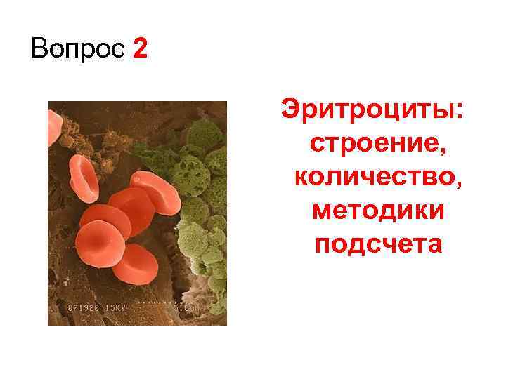 Вопрос 2 Эритроциты: строение, количество, методики подсчета 