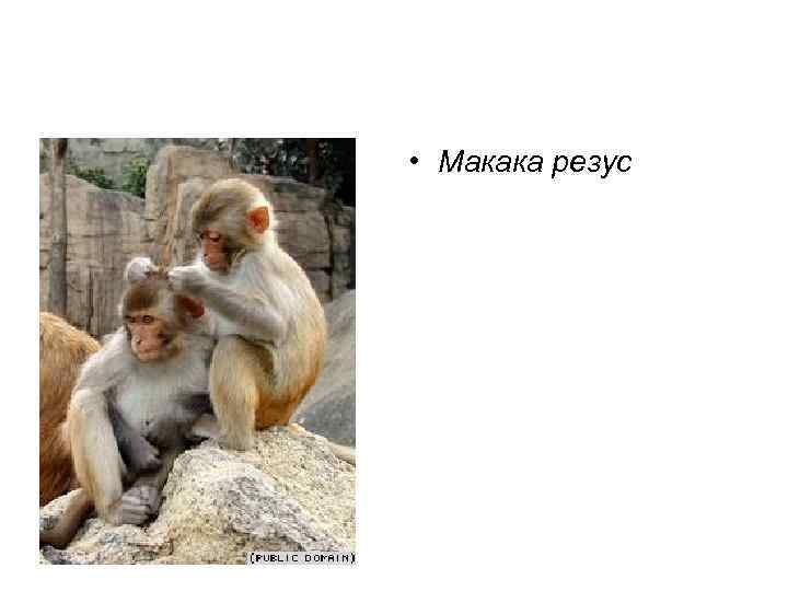  • Макака резус 