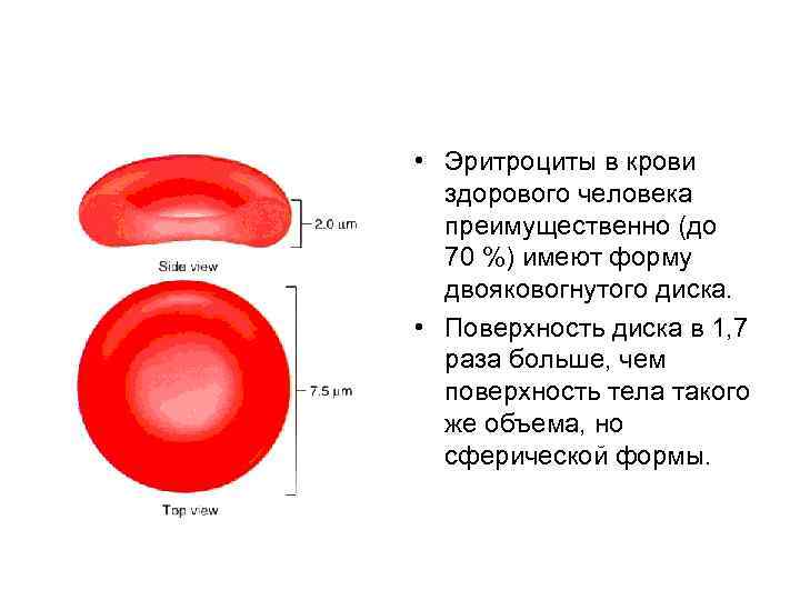  • Эритроциты в крови здорового человека преимущественно (до 70 %) имеют форму двояковогнутого
