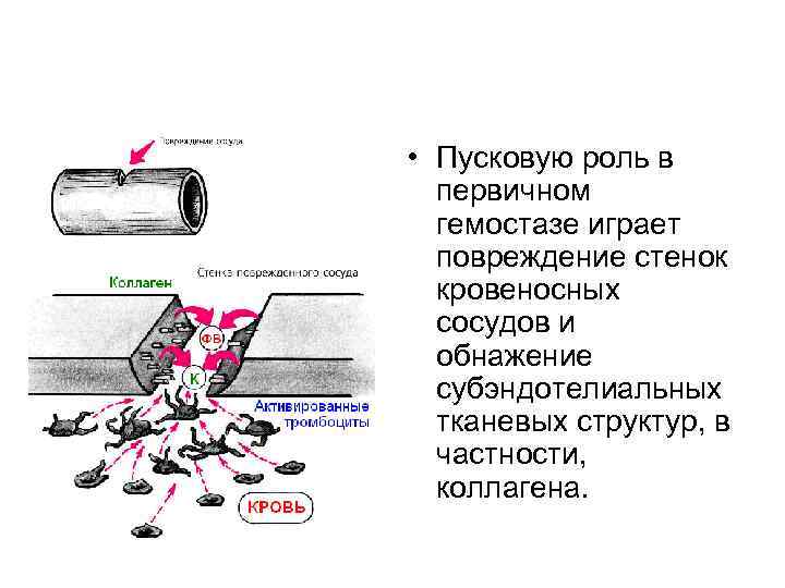  • Пусковую роль в первичном гемостазе играет повреждение стенок кровеносных сосудов и обнажение
