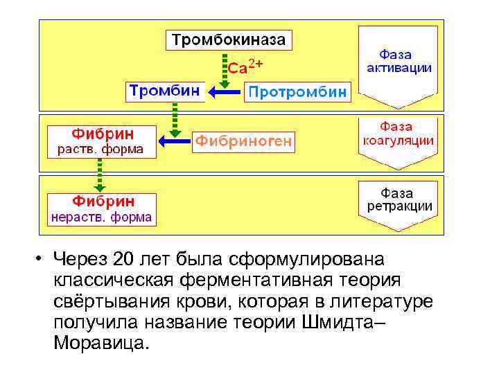  • Через 20 лет была сформулирована классическая ферментативная теория свёртывания крови, которая в