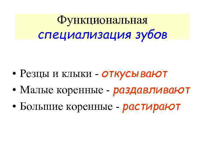 Функциональная специализация зубов • Резцы и клыки - откусывают • Малые коренные - раздавливают