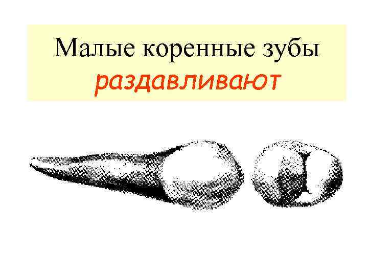 Малые коренные зубы раздавливают 