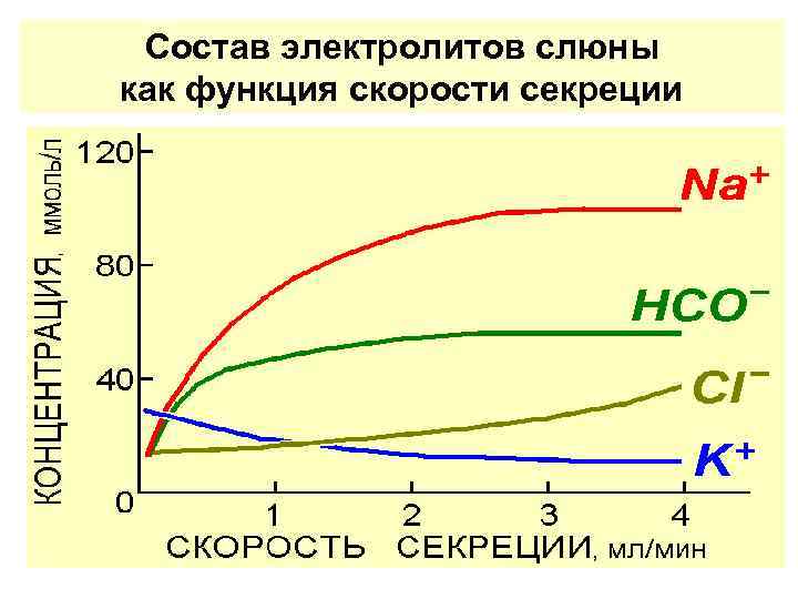 Состав электролитов слюны как функция скорости секреции 