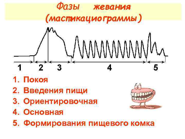 Фазы жевания (мастикациограммы) 1. 2. 3. 4. 5. Покоя Введения пищи Ориентировочная Основная Формирования