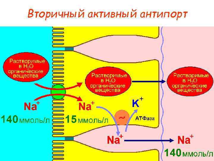 Вторичный активный антипорт 