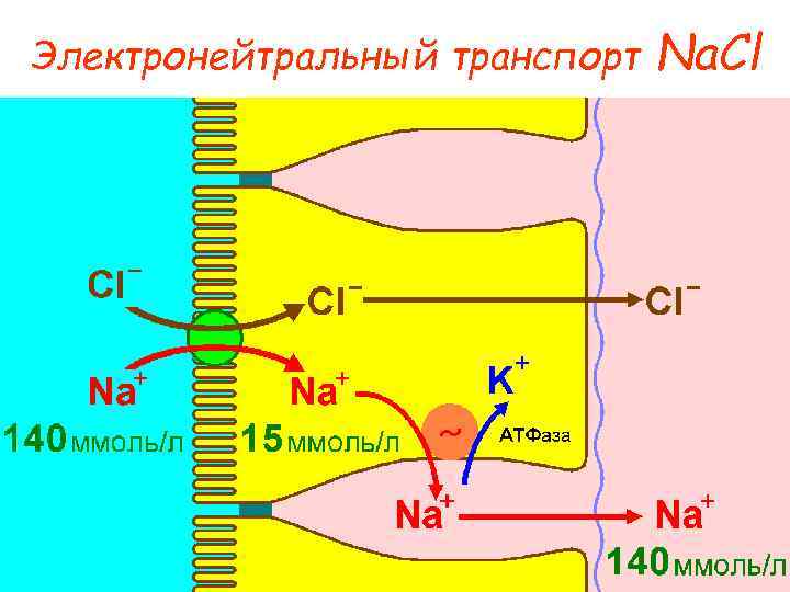 Электронейтральный транспорт Na. Cl 