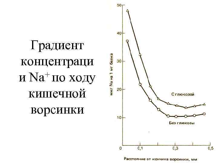 Градиент концентраци + по ходу и Na кишечной ворсинки 