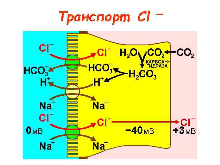 Транспорт Cl — 