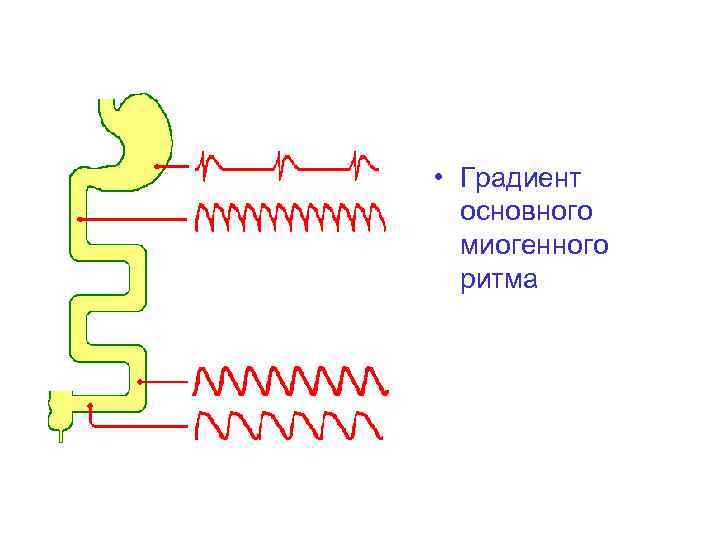  • Градиент основного миогенного ритма 