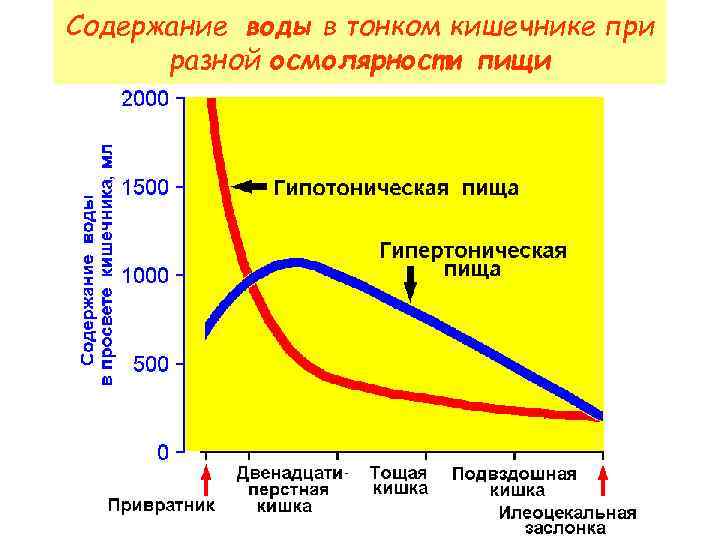 Содержание воды в тонком кишечнике при разной осмолярности пищи 