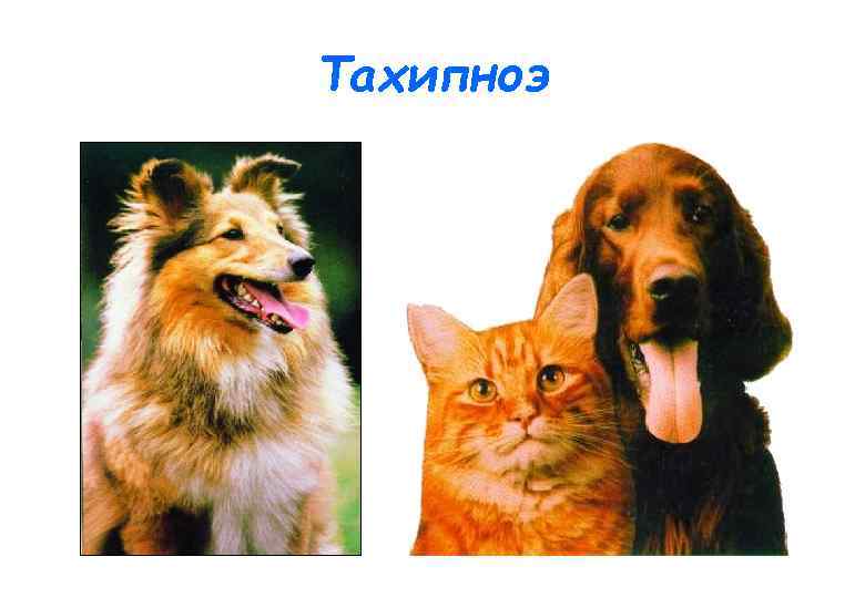 Тахипноэ 