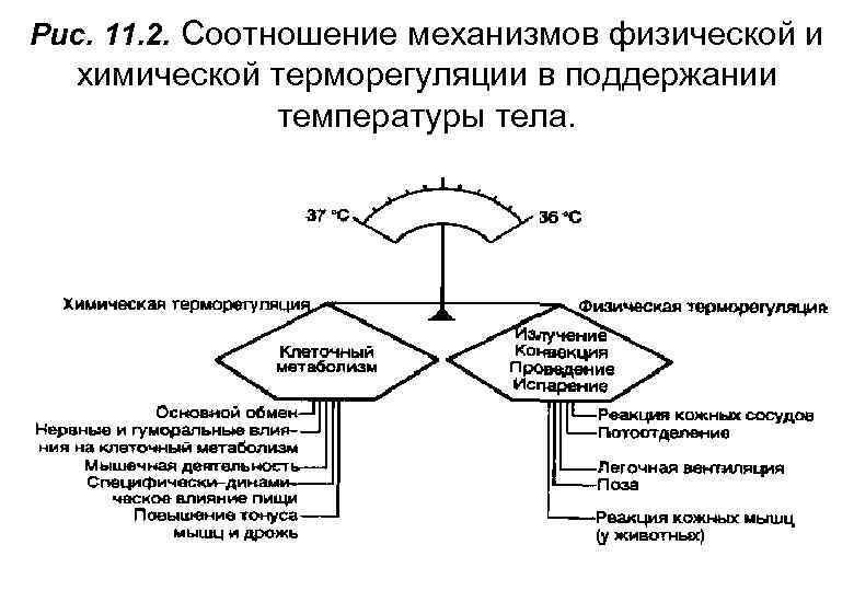 Рис. 11. 2. Соотношение механизмов физической и химической терморегуляции в поддержании температуры тела. 