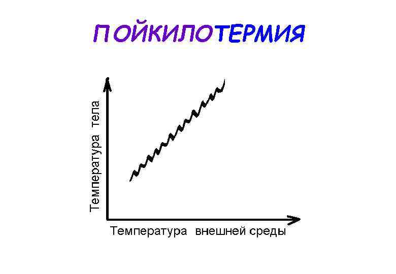 ПОЙКИЛОТЕРМИЯ 