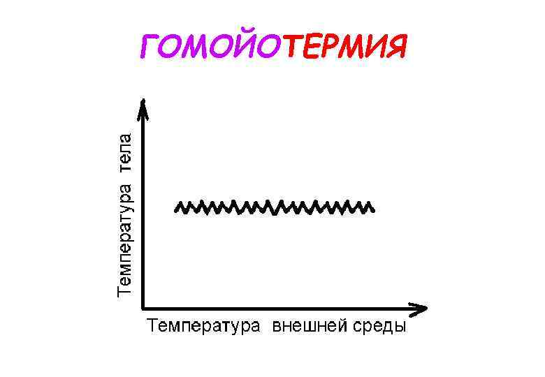 ГОМОЙОТЕРМИЯ 