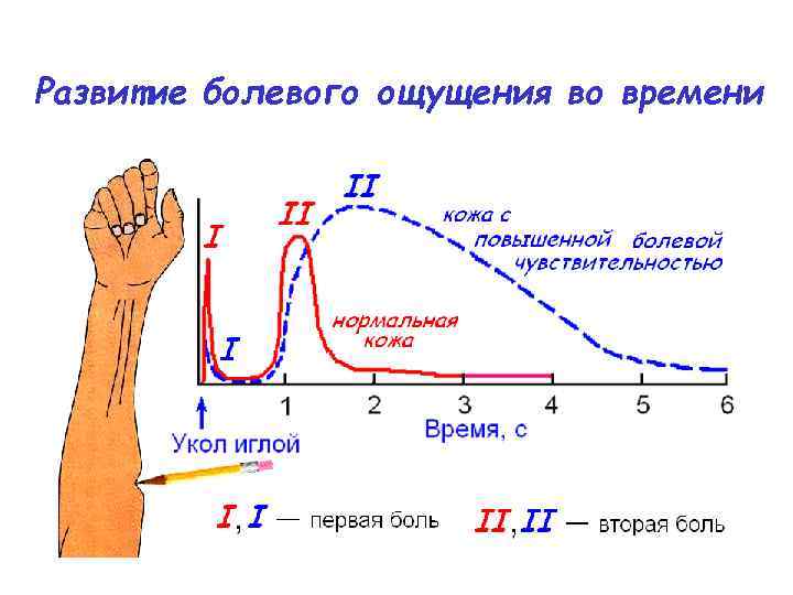 Развитие болевого ощущения во времени 
