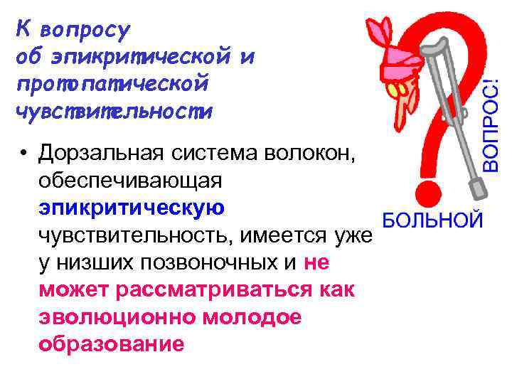 К вопросу об эпикритической и протопатической чувствительности • Дорзальная система волокон, обеспечивающая эпикритическую чувствительность,