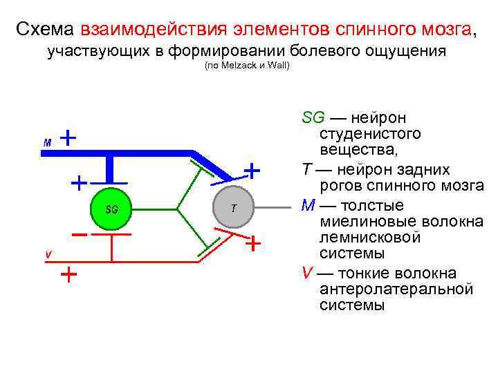 Схема взаимодействия элементов спинного мозга, участвующих в формировании болевого ощущения (по Melzack и Wall)