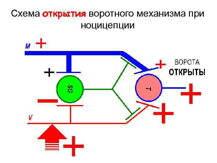 Схема открытия воротного механизма при ноцицепции 