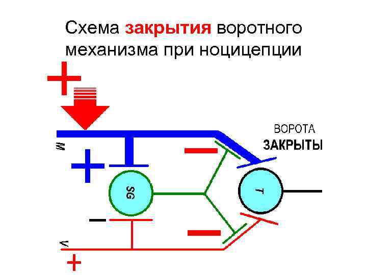 Схема закрытия воротного механизма при ноцицепции 