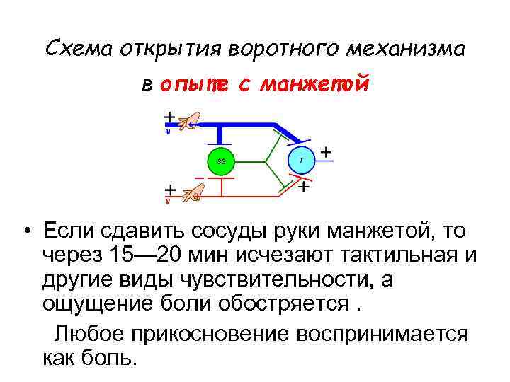 Схема открытия воротного механизма в опыте с манжетой • Если сдавить сосуды руки манжетой,