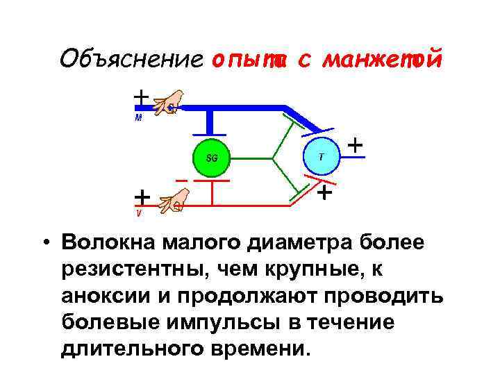 Объяснение опыта с манжетой • Волокна малого диаметра более резистентны, чем крупные, к аноксии