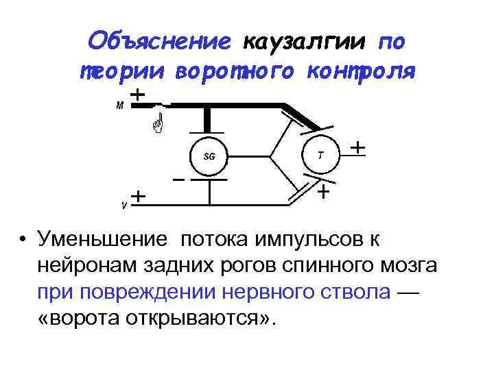 Объяснение каузалгии по теории воротного контроля • Уменьшение потока импульсов к нейронам задних рогов