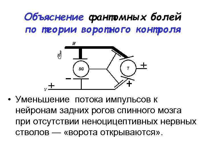 Объяснение фантомных болей по теории воротного контроля • Уменьшение потока импульсов к нейронам задних