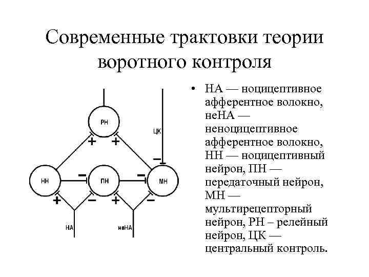 Современные трактовки теории воротного контроля • НА — ноцицептивное афферентное волокно, не. НА —