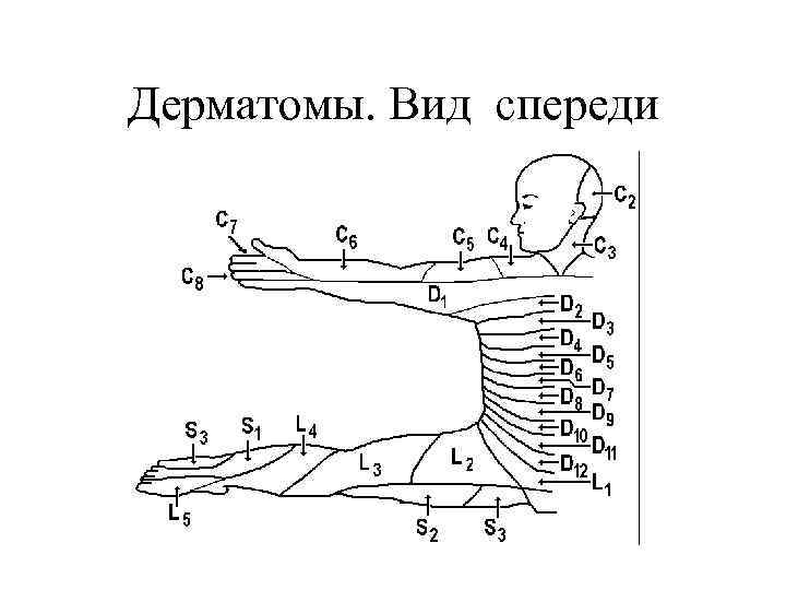 Дерматомы. Вид спереди 