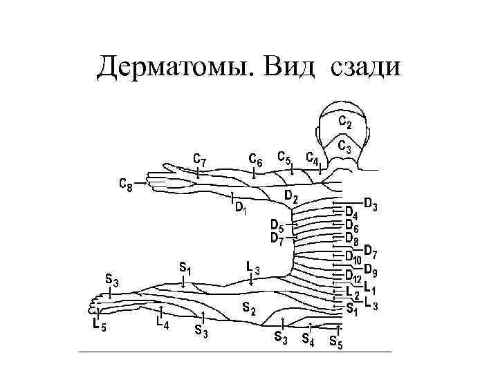 Дерматомы. Вид сзади 