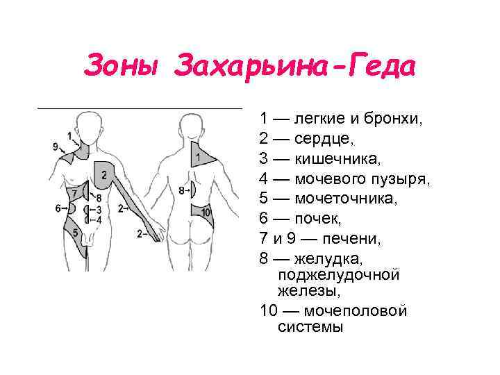 Зоны Захарьина-Геда 1 — легкие и бронхи, 2 — сердце, 3 — кишечника, 4