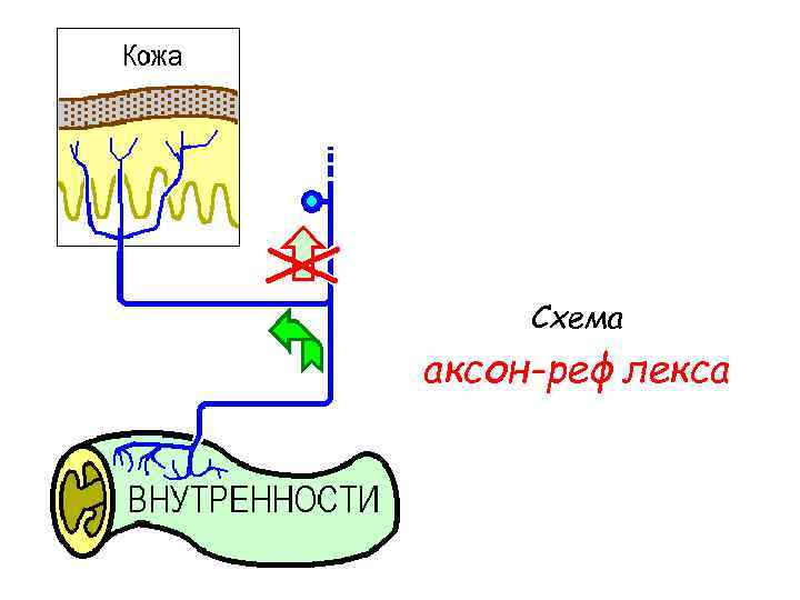 Схема аксон-рефлекса 