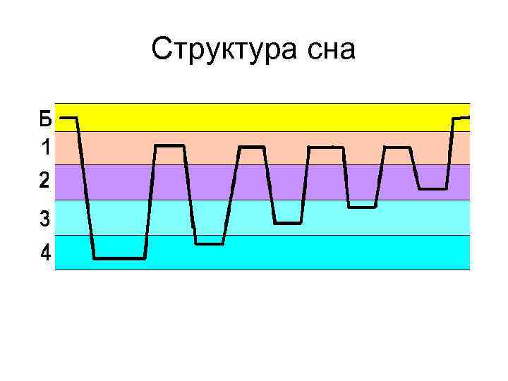 Структура сна 